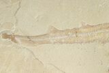 11.1" Cretaceous Shark Fossil - Hjoula, Lebanon - #200690-3